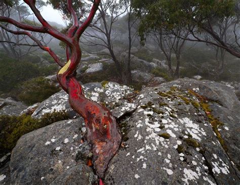 Tasmanian Snow Gum Weird Trees Unique Trees Nature Tree