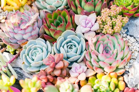 Interesting Facts About Succulents Sublime Succulents