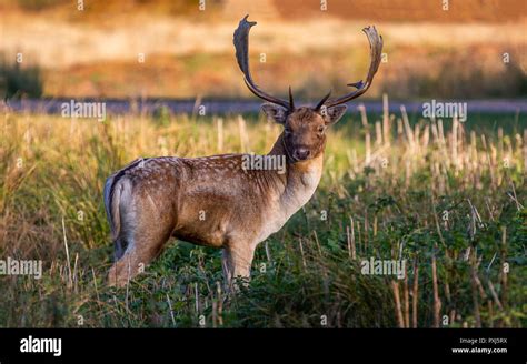 Fallow Deer Stag Pictured In The Uk In Leciestershire At Bradgate Park