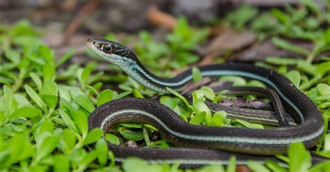 Discover 13 Blue Snakes Found Around The World A Z Animals