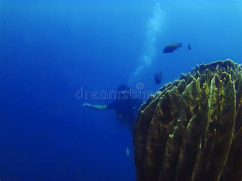 Diver Swimming Towards A Coral At Amed Sunken Ship Diving Site Bali