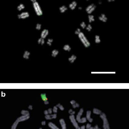 PDF Sex Determination In Platypus And Echidna Autosomal Location Of
