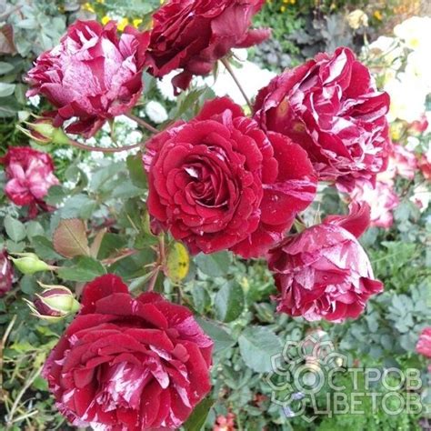 Роза Дип Импрешн - купить саженцы Rose Deep Impression почтой, недорого