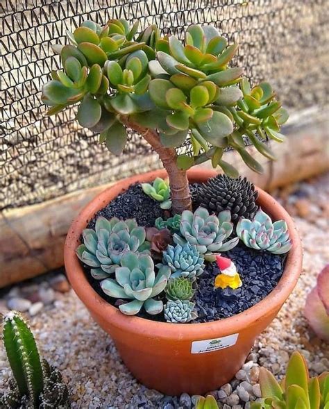 Mini Cactus Garden Succulent Gardening Garden Terrarium Succulent