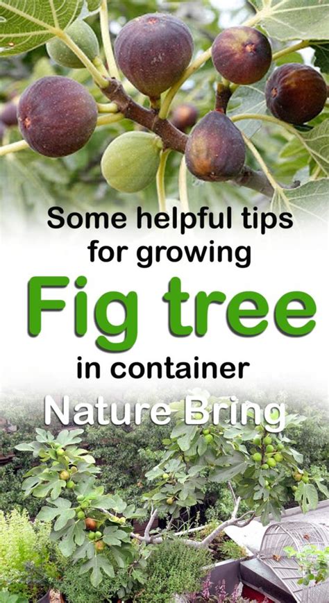 How to grow Fig trees in pot | Growing Fig | Figs care - Naturebring