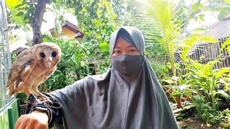 Mengenal Lebih Jauh Burung Hantu Tyto Alba Punya Julukan Si Predator