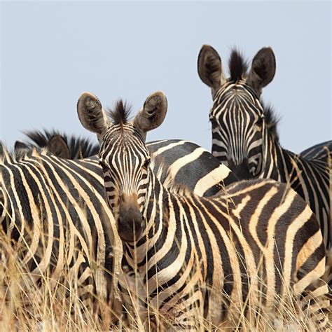 Zebra Group Photograph By Carole Anne Fooks Fine Art America