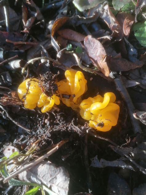 What Fungus Is This Looks Like Dried Apricots Had Never Seen Anything Like It Before R Foraging