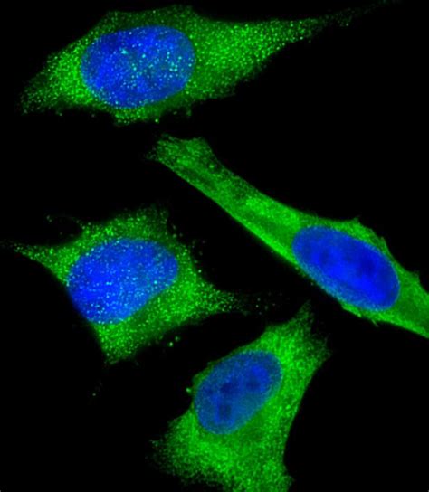 GAPDH Antibody Purified Mouse Monoclonal Antibody Mab WB IHC P IF