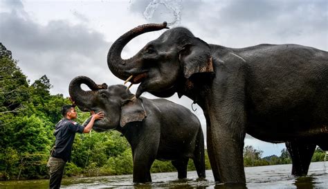 FOTO Melihat Perawatan Gajah Sumatera Di Aceh Foto Liputan6