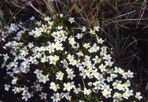 PIRIN