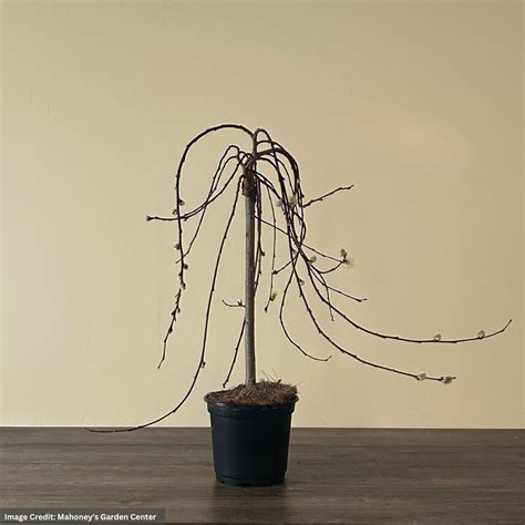 Pussy Willow Pot Mahoney S Garden Center