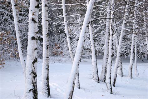 Birch Trees In Winter Snow Stock Image Image Of Frozen 101263439