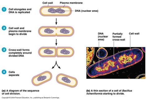 During Cell Division In Bacteria