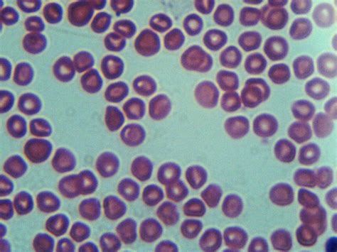 Red Blood Cells Light Microscope