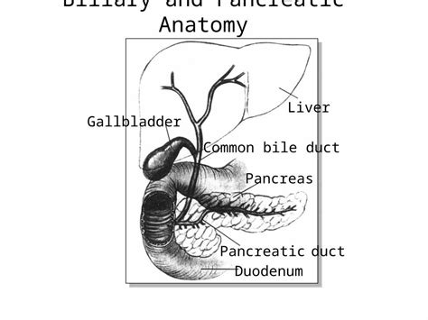 Ppt Liver Gallbladder Common Bile Duct Pancreas Pancreatic Duct