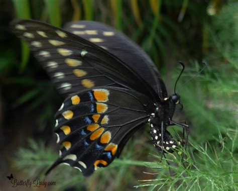 Raising Black Swallowtail Butterflies For Fun Butterfly Lady