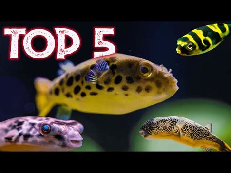 Freshwater Puffer Fish Mates - Ape Aquarium Fish