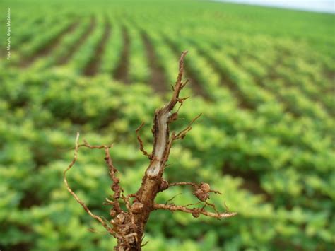 Sintomas De Nematoides Pratylenchus Brachyurus Em Raiz De Soja Elevagro