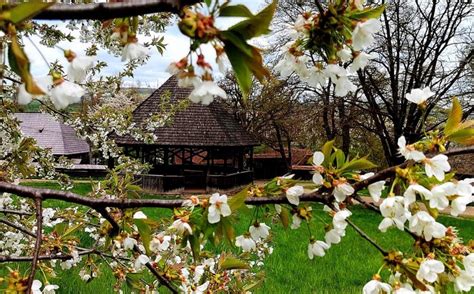 Recunoa Tere Na Ional Pentru Parcul Etnografic Romulus Vuia Din Cluj