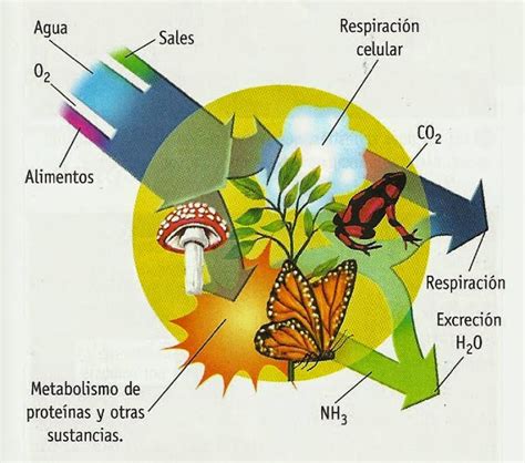 Ciencias Naturales Excreci N En Seres Vivos