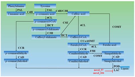 IJMS Free Full Text Uncovering MiRNA MRNA Regulatory Modules In