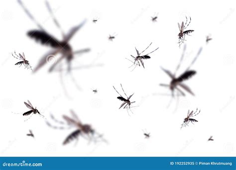 Flying Mosquitoes Isolated On White Stock Image Image Of Dangerous