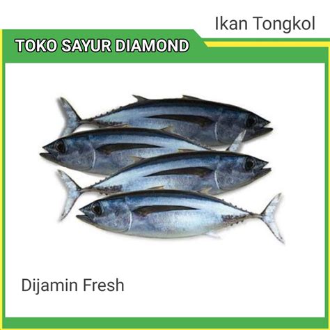 Jual Ikan Tongkol Fresh Palembang Shopee Indonesia