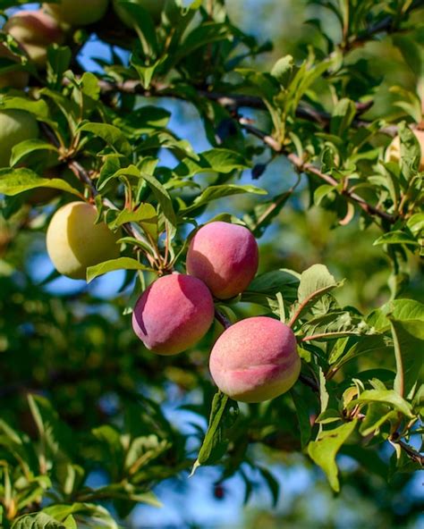 Premium Photo Fresh Plums On A Tree Branch Plum Fruits