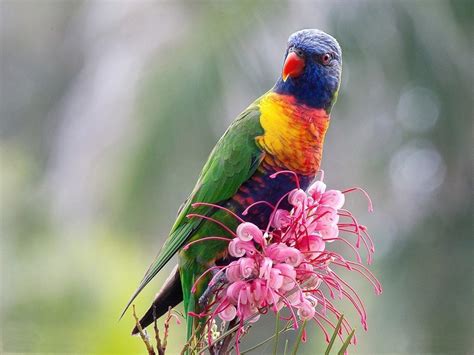 Rainbow Lorikeet Wallpapers Wallpaper Cave