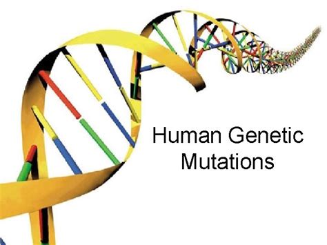 Human Genetic Mutations 2 Main Types of Mutations