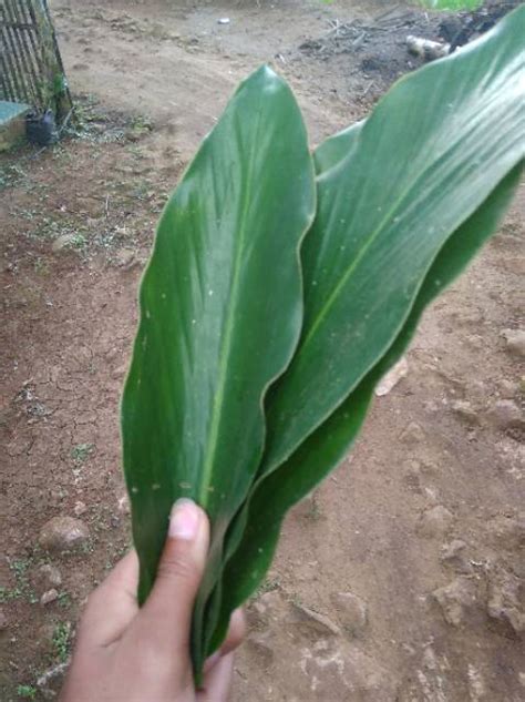 Jual Daun Kapulaga Daun Kapol 50 Lembar Shopee Indonesia