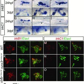 Loss Of Runx Or Cbfb Expression Affects Trk Receptor Expression In The