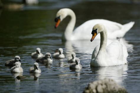 Discover the 8 Beautiful Types of Swans: An In-Depth Guide