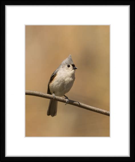 Tufted Titmouse Photo Titmouse Picture Titmouse Print Titmouse Art