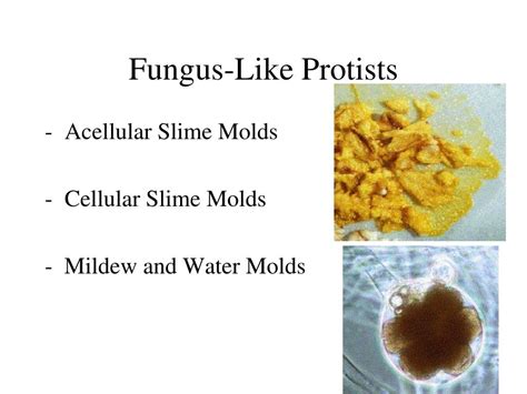 PPT - Kingdom Protista PowerPoint Presentation, free download - ID:1172228