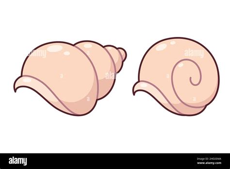 How To Draw A Conch Shell