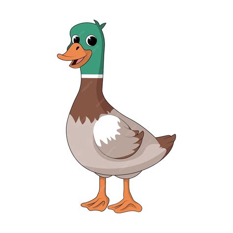 Mallard Duck Clip Art Free PNG ImageIllustoon Clip Art Library