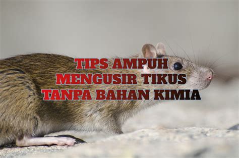 Cara Mengusir Tikus Yang Ampuh Tanpa Bahan Kimia Tikus Langsung Kabur