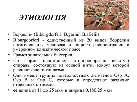 Болезнь Лайма Фото Лечение — Photoby.Ru