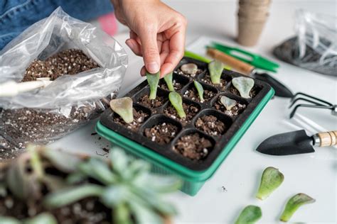 12 Brilliant Hacks for Propagating Succulents - DIY & Crafts