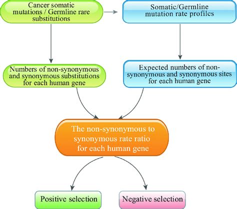 The Pipeline Used To Identify Positively And Negatively Selected Cancer Download Scientific