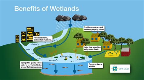 Wetlands Wallpapers 4k Hd Wetlands Backgrounds On Wallpaperbat