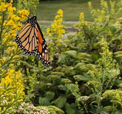 25th Anniversary Penn State Master Gardeners Native Plant Sale Penn