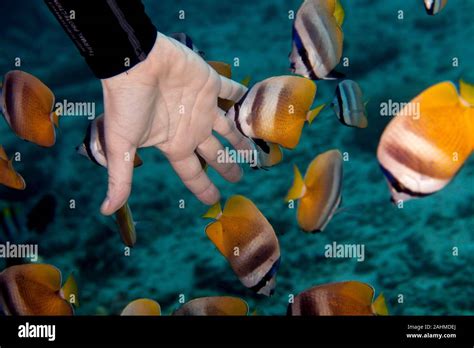 Corallicola Butterflyfish Hi Res Stock Photography And Images Alamy