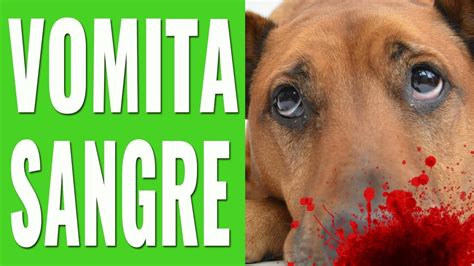 Alerta canina Por qué los perros vomitan sangre Descubre las causas