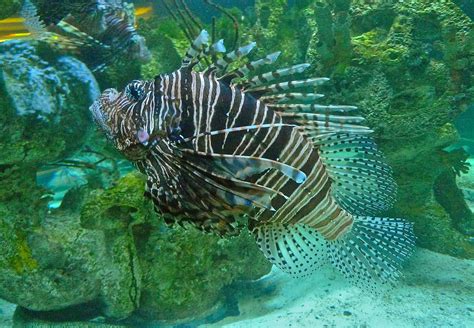 Lionfish Swimming In The Ocean Lion Fish Underwater Life Water Life