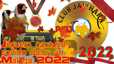 Jilguero Cantando Sonido Dolby Limpio Malaga 2022 YouTube