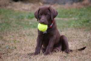 American Labrador Retriever Breeders New England | PETSIDI