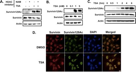 The Class I II Histone Deacetylase Inhibitors HDI TSA Induces